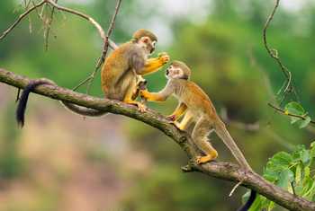 Squirrel Monkey Shutterstock 286846964
