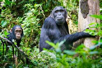 Chimpanzees, Uganda shutterstock_1130943068.jpg