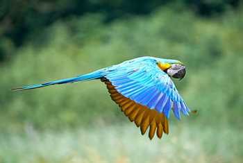 Blue And Yellow Macaw Shutterstock 207036775
