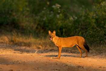 Dhole, India Shutterstock 370311407