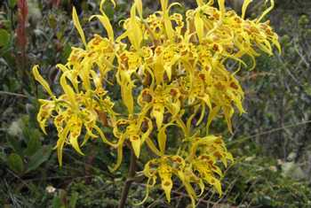Odontoglossum orchid (Jack Lamb)
