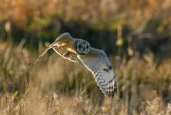 Short-eared Owl, England shutterstock_1317656309.jpg