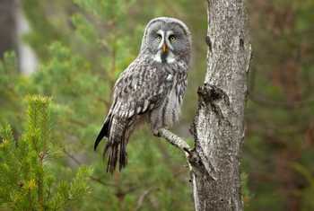Great-Grey-Owl,-Sweden-shutterstock_1342202483.jpg