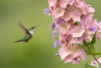Vervain Hummingbird (Roger Wasley)