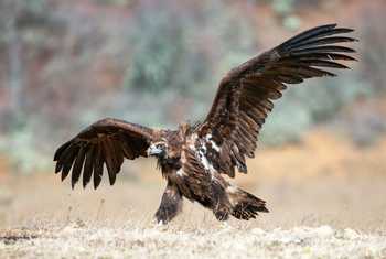 Cinereous Vulture Shutterstock 1167415750