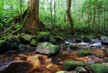 Malayan Forest Stream
