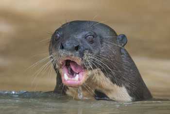 Giant River Otter (Tim Melling)