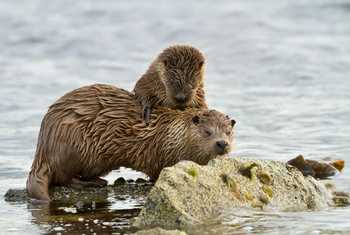 Otters, Shetland shutterstock_1216828531.jpg