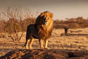 Lion, Kalahari, Botswana Shutterstock 547175677