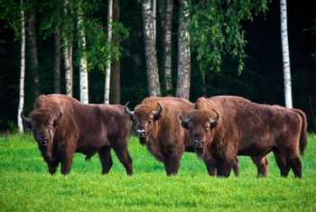 European Bison, Belarus Shutterstock 676976212