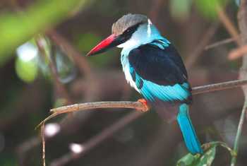 Gambia - Blue-breasted Kingfisher (Dave Montrevil)