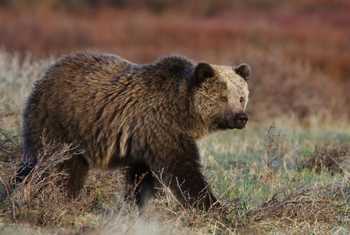 Brown Bear, USA Shutterstock 109777856