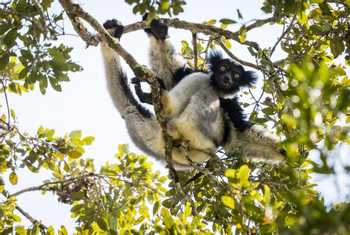 Indri, Madagascar Shutterstock 737071003