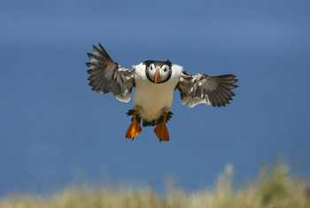 Puffin (Oliver Smart)