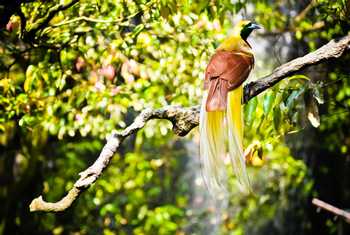 Raggiana Bird of Paradise Papua New Guinea shutterstock_622059122.jpg