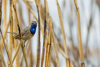 White-spotted Bluethroat (Luscinia svecica cyanecula) in reeds at fish ponds near Peschaniki