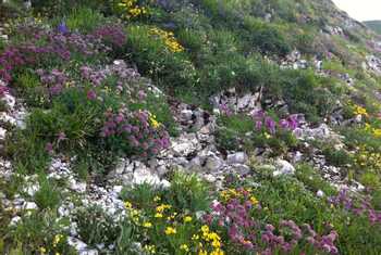 Natural rock garden (Philip Thompson)