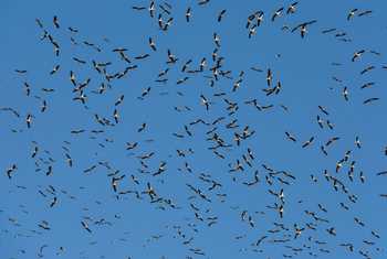 White Stork Migration