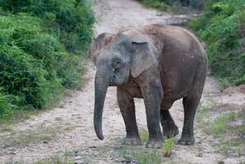 Bornean Pygmy Elephant (Jackie Lover)