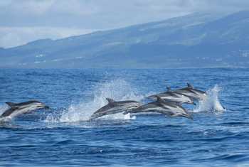 Striped Dolphins Shutterstock 669371284