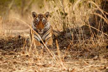 Tiger, India Shutterstock 444706489