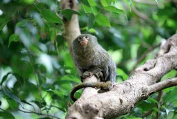 Pygmy Marmoset, Ecuador Shutterstock 681224497
