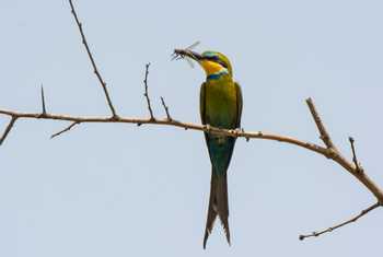 Swallow-tailed Bee-eater (Dave Montrevil)