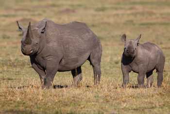 Black-Rhinos,-Kenya-shutterstock_631573223.jpg