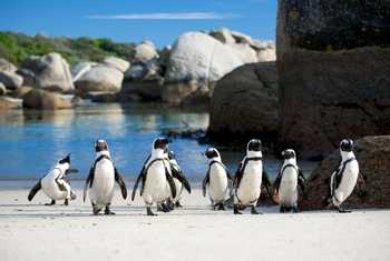 African Penguins, Boulders Beach Shutterstock 149573036