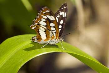 Hungarian Glider Butterfly Shutterstock 237209674