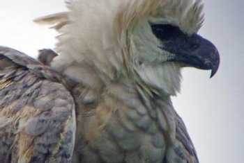 Harpy Eagle (Wendy Hoosen)