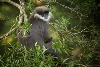 Purple Leaf Monkey, Sinharaja Rainforest, Sri Lanka shutterstock_372399211.jpg