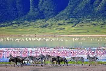Zebra Ngorongoro Crater, Tanzania Shutterstock 212602420