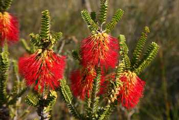 Bottlebrush (Beaufortia decussata) Stirling Range National Park