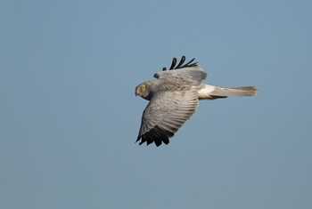 Male Hen Harrier. Shutterstock 92256166