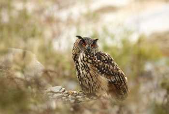 Eagle Owl Shutterstock 414510823