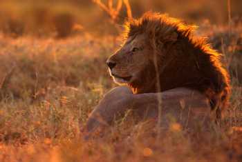 Lion,-Kenya-shutterstock_652223263.jpg