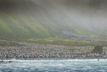 Penguin Colony, Macquarie Island Shutterstock 58273162