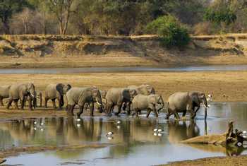 Elephants, Luangwa river, Zambia shutterstock_223620178.jpg