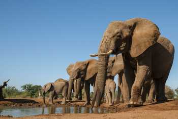 African elephants Botswana shutterstock_182835701.jpg