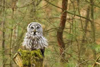 Great Grey Owl Shutterstock 76186777