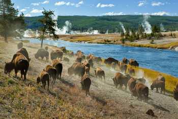 Bison, Yellowstone, USA Shutterstock 47311708