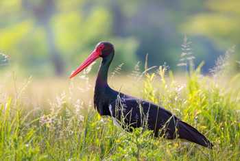 Black Stork shutterstock_283832441.jpg