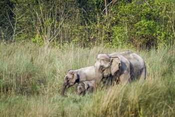 Elephant Bardia National Park Nepal Shutterstock 446298952