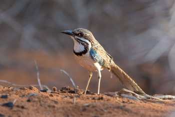 Long-tailed Ground Roller (Aniket Sardana)