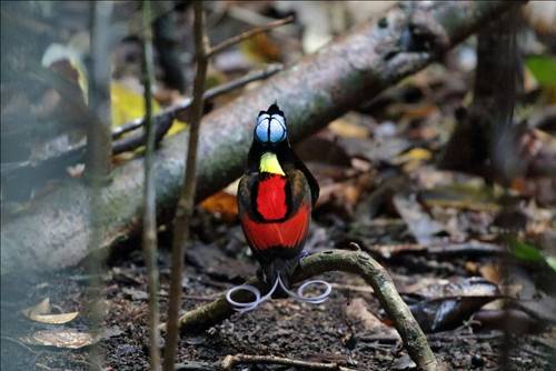 West Papua A Birds Of Paradise Special Naturetrek