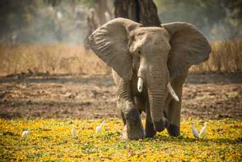African Elephant shutterstock_1008372271.jpg
