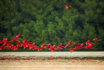 Scarlet Ibis, Caroni Swamp shutterstock_371546434.jpg