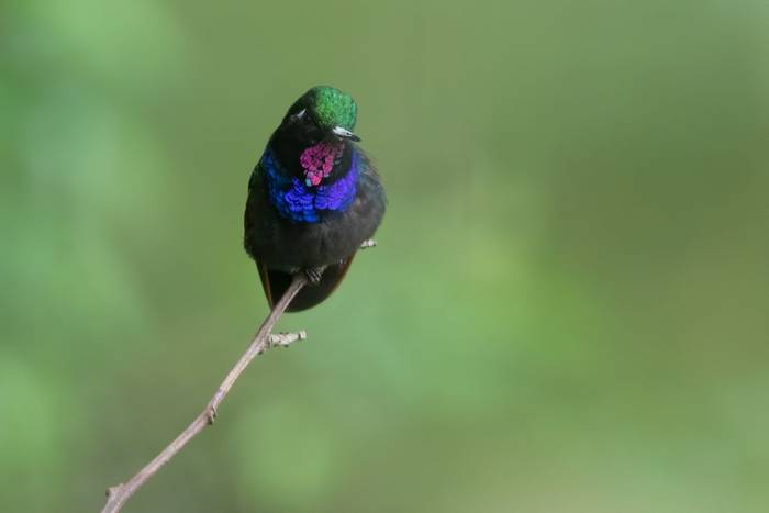Garnet-throated Hummingbird, Guatemala shutterstock_1886281921.jpg