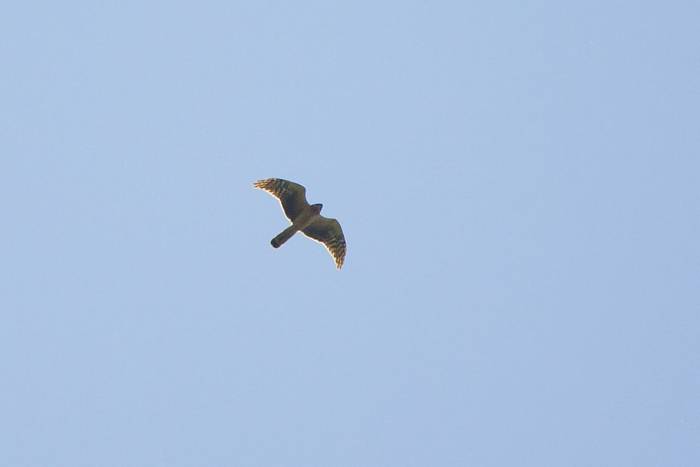 Pallid Harrier © Giorgi Natsvlishvili, May 2026